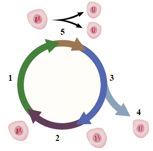 دورة الخلية